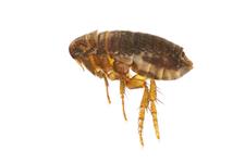 Pest Control Markham Exterminator image 9