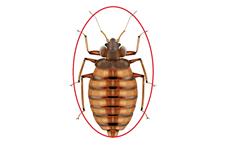 Pest Control Oakville Exterminator image 10