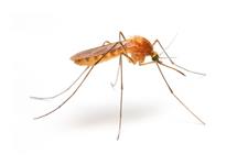 Pest Control Markham Exterminator image 22