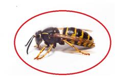 Pest Control Markham Exterminator image 30