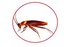 Pest Control Oakville Exterminator image 3