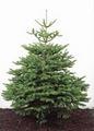 U-Cut Organic European Christmas Trees Pitt Meadows - CLOSED FOR THE 2015 SEASON image 2