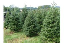 Larch Hills Christmas Tree Farm (near Winery) image 1