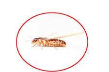 Pest Control Oakville Exterminator image 7