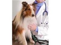 Roundstone Mobile Veterinary Service image 2