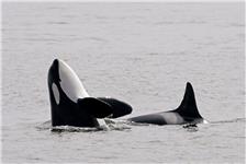 SpringTide Whale Tours & Charters image 7