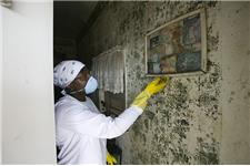 Mold Remediation Experts image 2