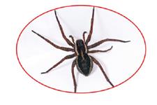 Pest Control Oakville Exterminator image 4