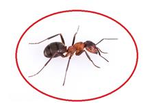 Pest Control Oakville Exterminator image 11