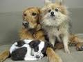 The Beloved Dog Daycare and Grooming image 3