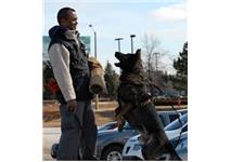 TEAM-K9- Dog & Puppy Trainers Mississauga image 3