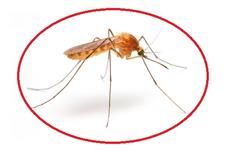 Pest Control Markham Exterminator image 34