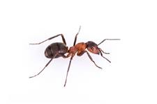 Pest Control Oakville Exterminator image 5