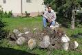 - Got Stump? - Stump Grinding / Stump Removal St. Albert, Alberta image 4