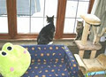 A Feline Inn image 2