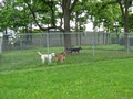 Abby's Boarding Kennels image 2