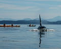 Adventures Wild Heart Sea Kayaking Tours image 6