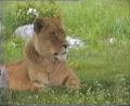 African Lion Safari image 3