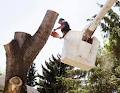 Alberta Arborists image 5