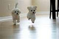 Amber Cottle Canine Training image 3