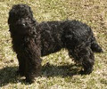 Arrowhead Park Labradoodles image 2