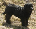 Arrowhead Park Labradoodles image 3