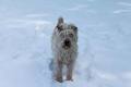 Arrowhead Park Labradoodles image 4