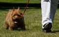 Bark Busters Calgary In Home Dog Training image 4