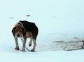 Beagle Paws image 4