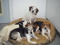 Beagle Paws image 6