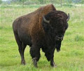 Bison Spirit Ranch image 2