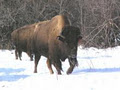 Bison Spirit Ranch image 3