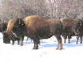 Bison Spirit Ranch image 4