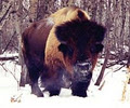 Bison Spirit Ranch image 5