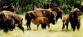 Bison Spirit Ranch image 6