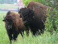 Bison Spirit Ranch image 1