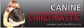 Canine Chiropractic image 2