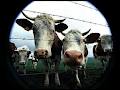 Cattle Care Vet Consultants image 5
