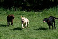 Cedar Ridge Complete Canine Care image 3