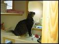 Charing Cross Cat Clinic image 6