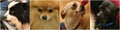 Claudia's Grooming - Dog Grooming Calgary NW image 6