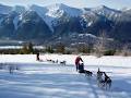 Dogsled Fernie image 5