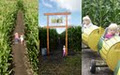 Edmonton Corn Maze image 3
