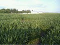 Edmonton Corn Maze image 4