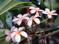 Flower Buds image 6