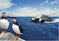 Gatherall's Puffin and Whale Watch image 3