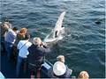 Gatherall's Puffin and Whale Watch image 4