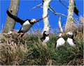 Gatherall's Puffin and Whale Watch image 5