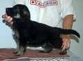 Hinesonhaus Reg'd German Shepherds Of Distinction image 2