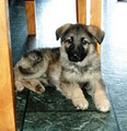 Hinesonhaus Reg'd German Shepherds Of Distinction image 3